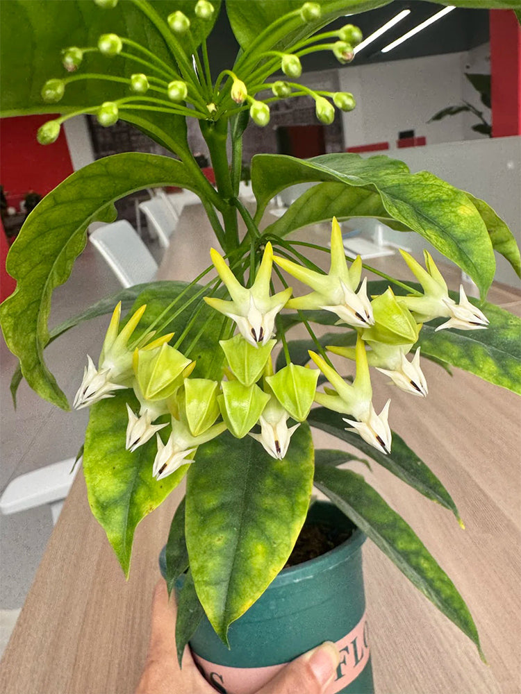Hoya multiflora Unrooted Stem Cuttings