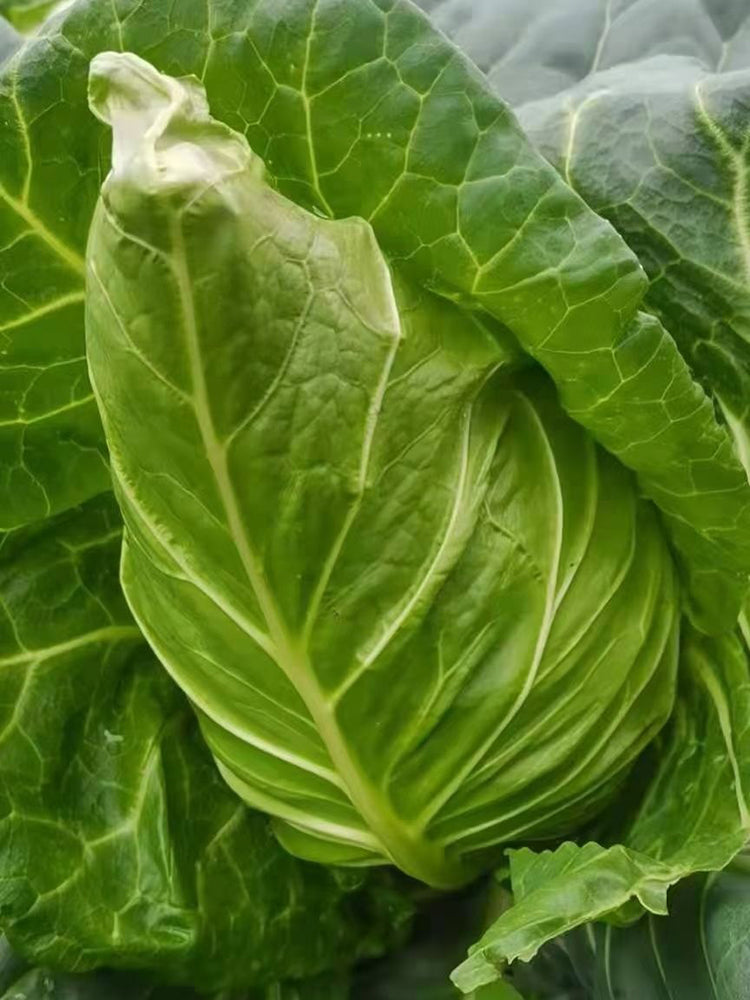 Huachun Oxheart Cabbage