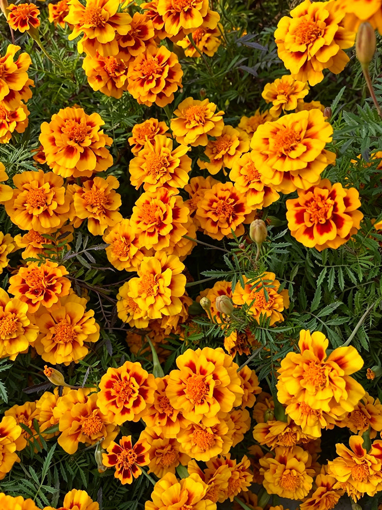Dwarf French Marigold