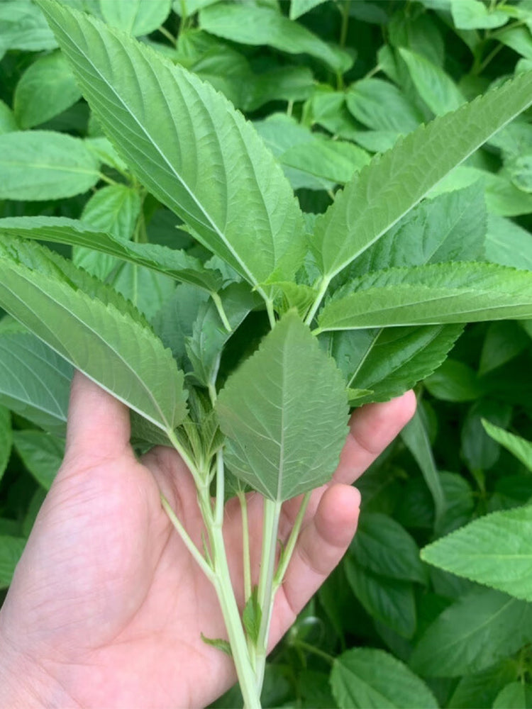 Chaozhou Jute Leaves