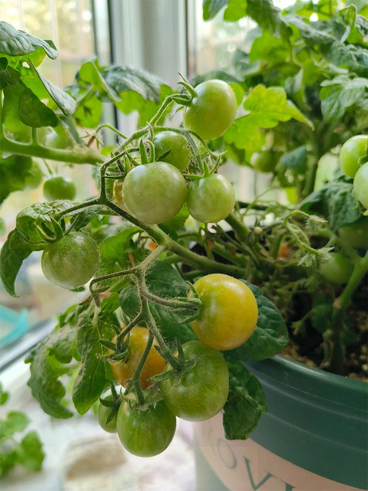 'Jinmeixiuzhu' Cherry Tomatoes