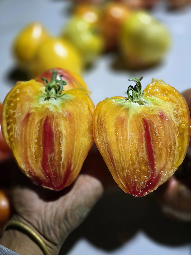 782 Bi-Color Stretch Oxheart Tomato