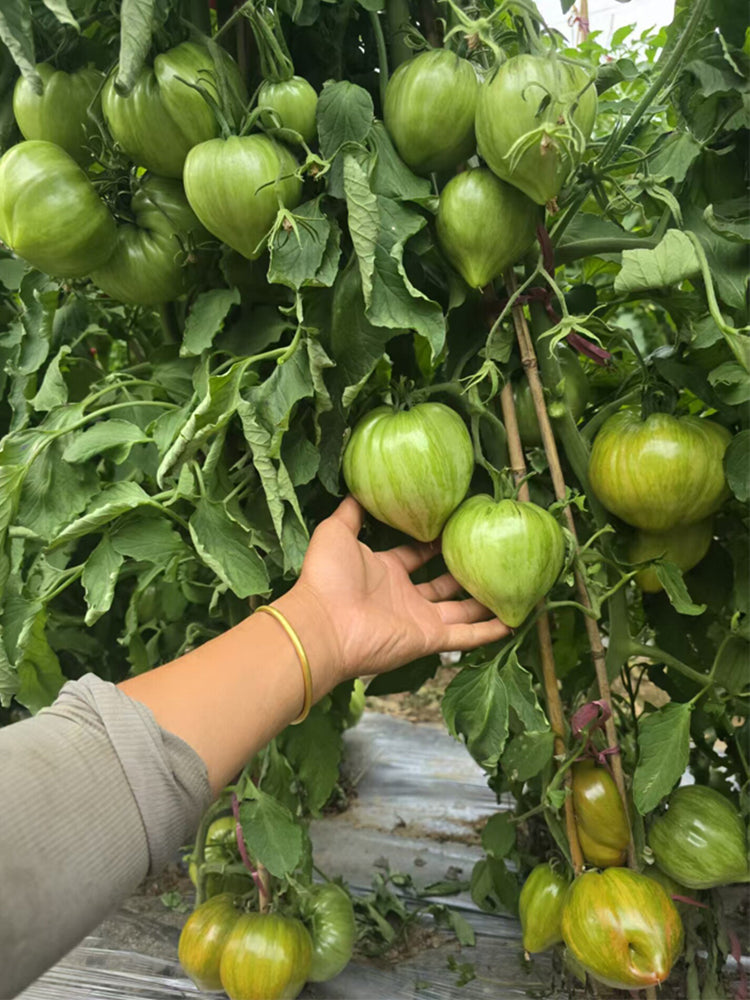 1024 Magic Rainbow Tomato