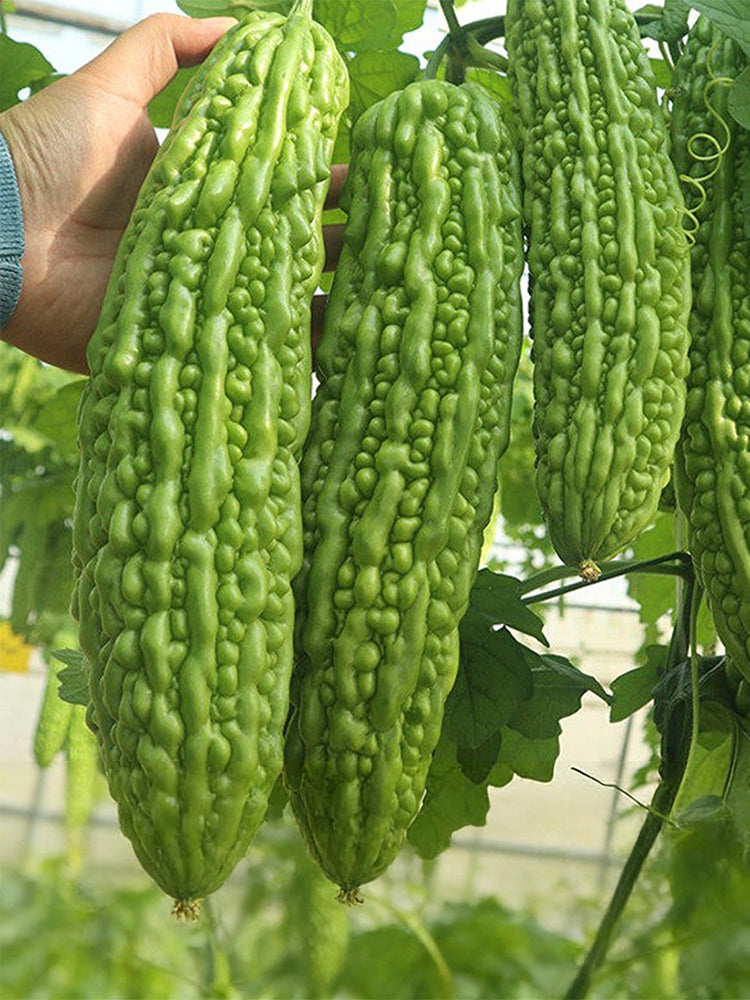 'Jiemei No.6' Bitter Gourd