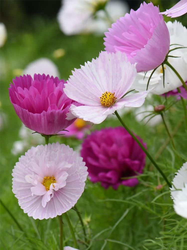 Hezhichun Cosmos bipinnatus 'Cupcakes'