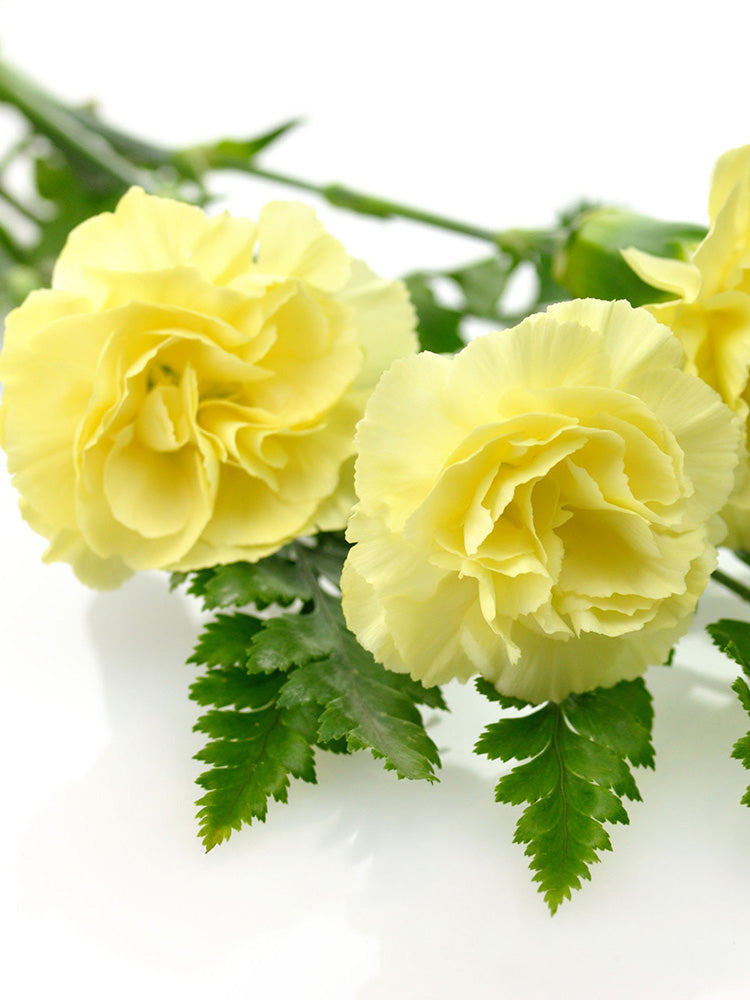 Yellow Carnation