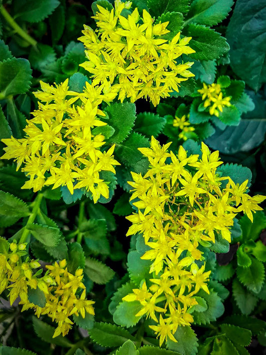 Sedum aizoon