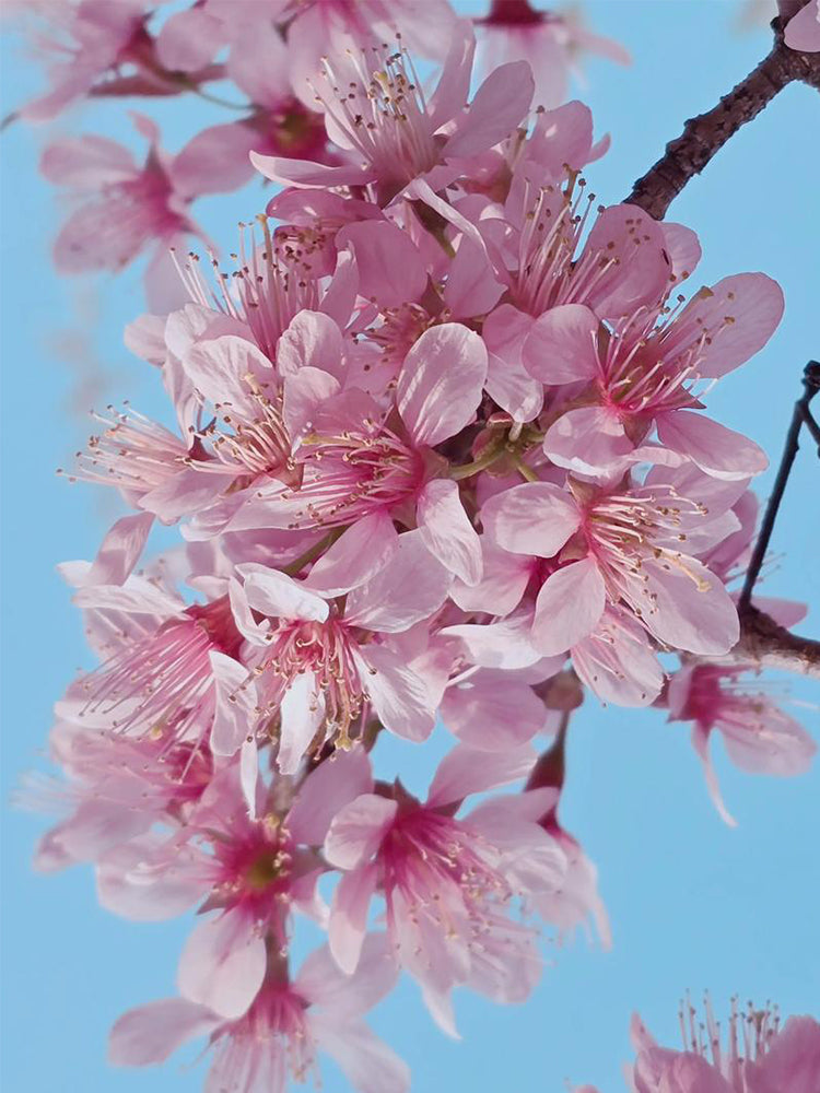 Winter Cherry
