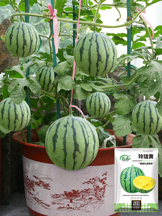 Linglong Yellow Watermelon