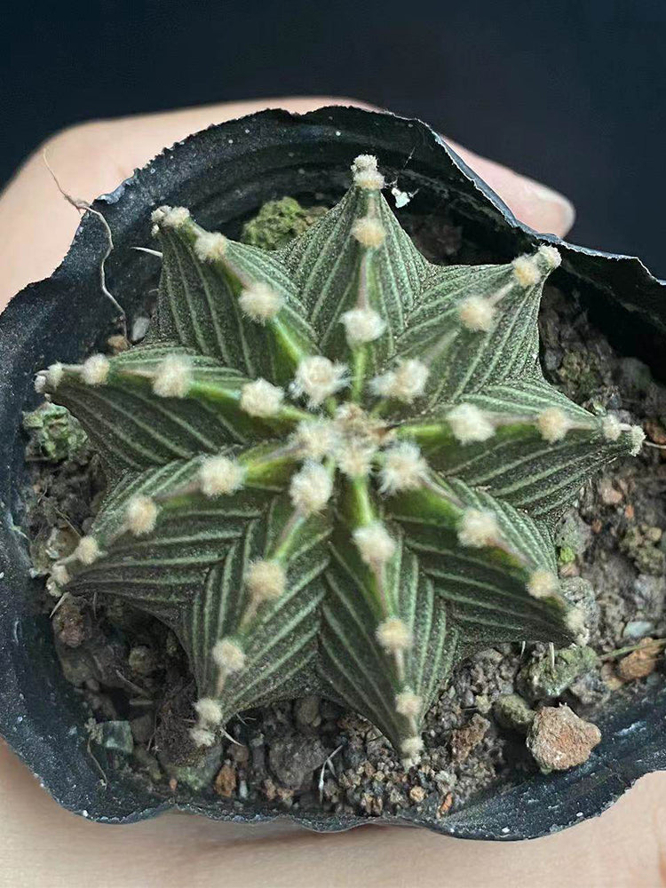 Gymnocalycium stenopleurum