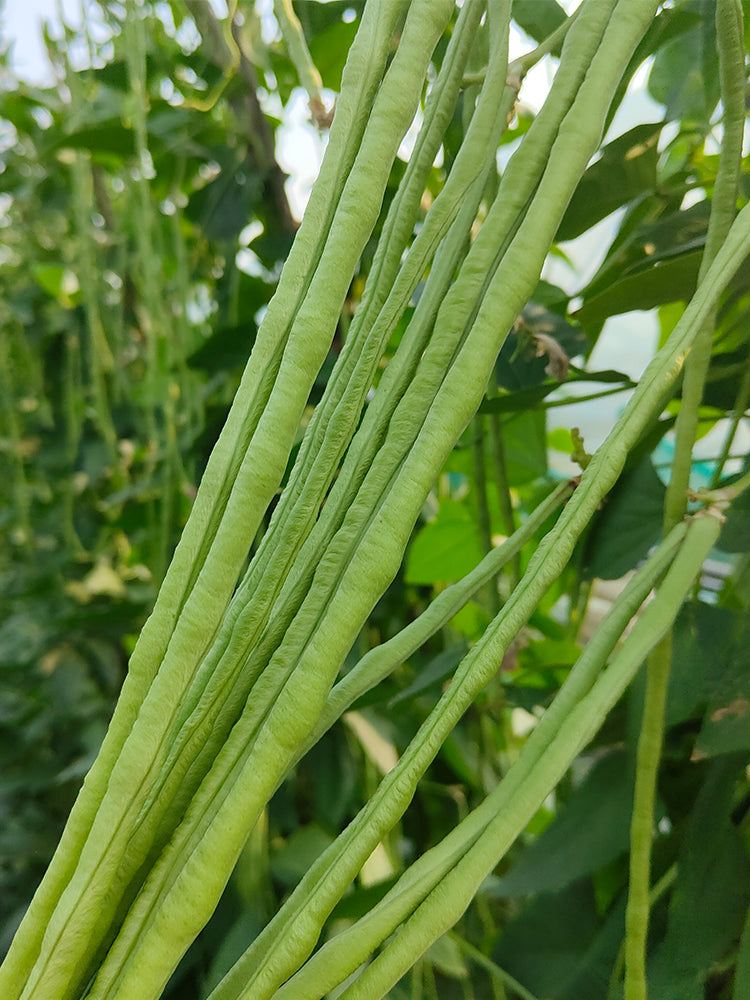Jiemei No.6 Long Bean