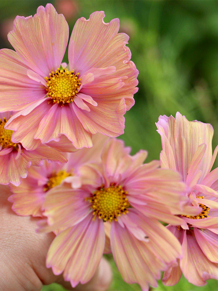 Hezhichun Cosmos bipinnatus 'Apricotta'