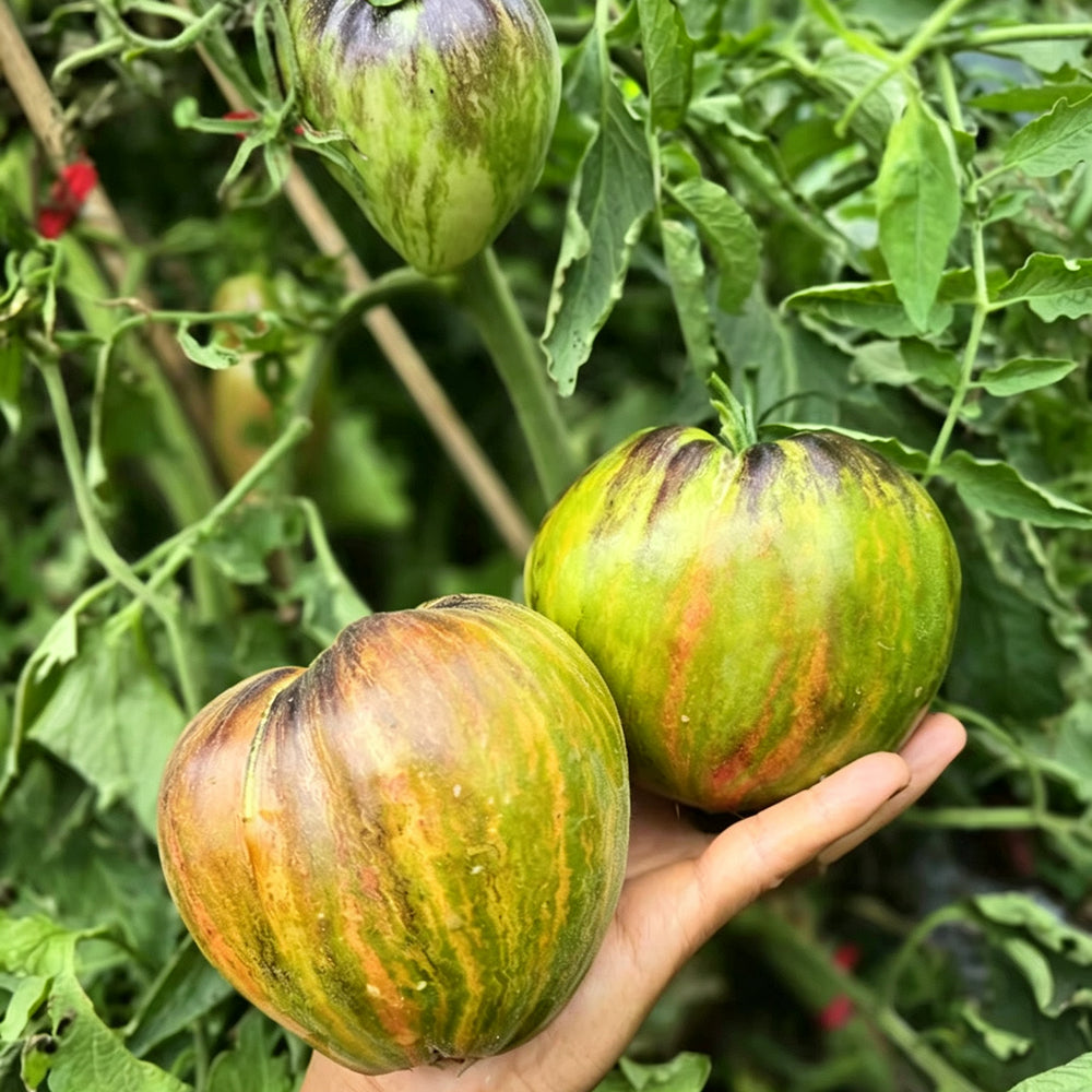 804 Emerald Caramel F6 Tomato