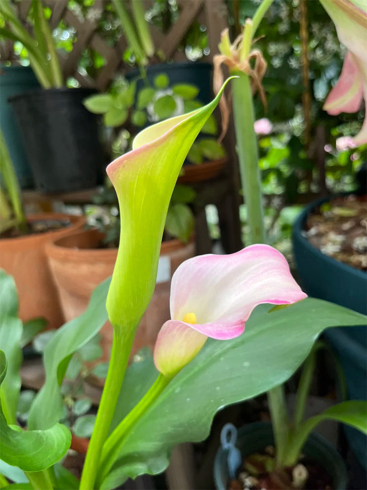 'Dreamland' Calla Lily