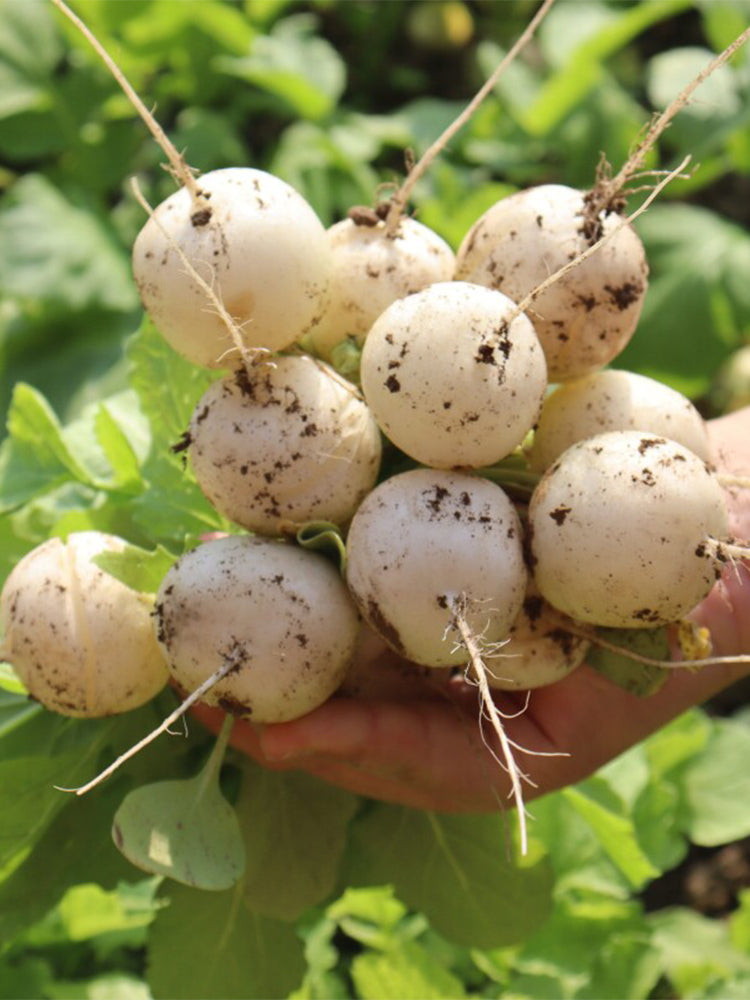 Dongsheng Baby Turnip