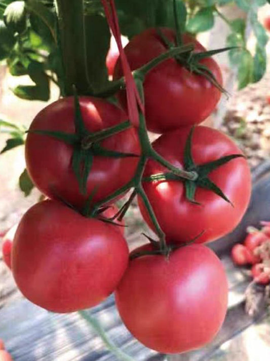 Kuwait No.4 Pink Tomato Hybrid Seeds