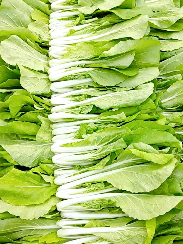 'Jiemei Golden Sweet' Bok Choy