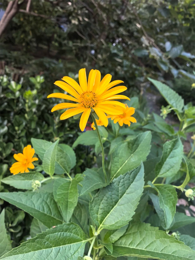 False Sunflower