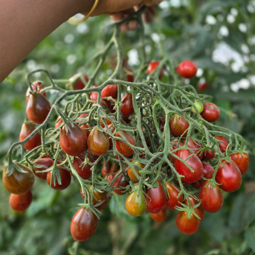 706 Fairy Garnet Tomato