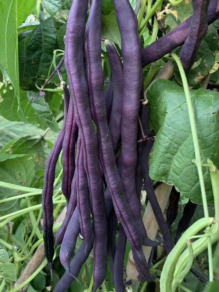 Fall Purple Kidney Beans