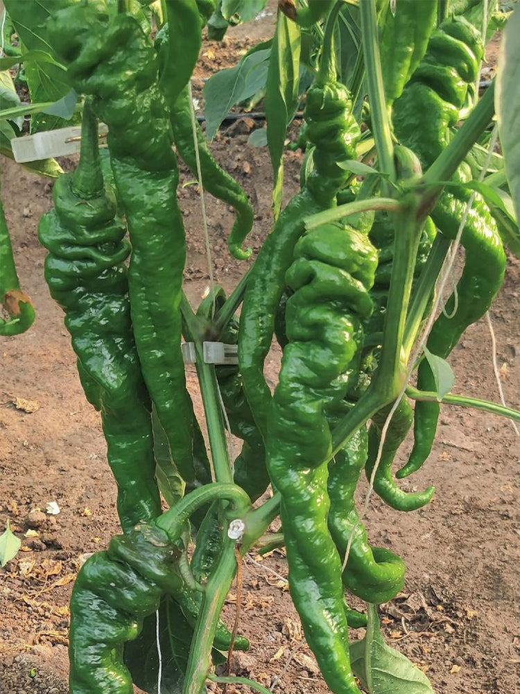 Zhongjiao No.1209 Spiral Pepper