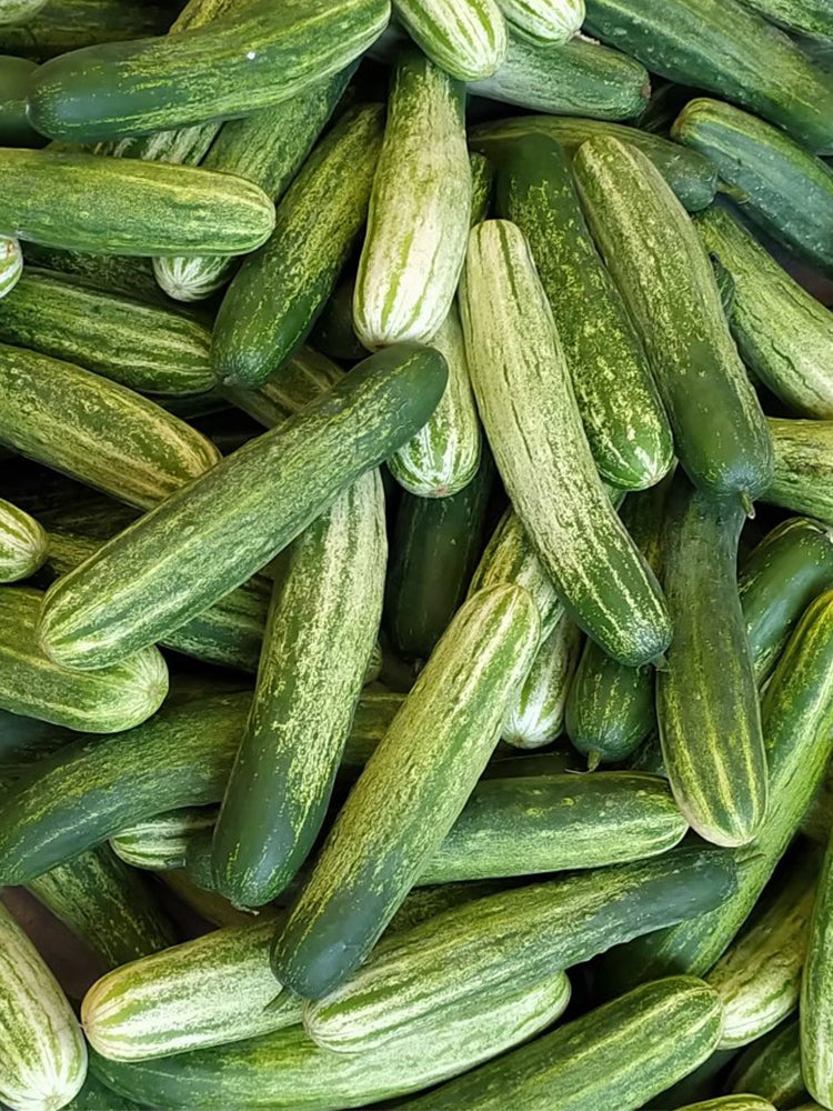 'Yanbai No.7' Long Green-and-white Cucumber Hybrid