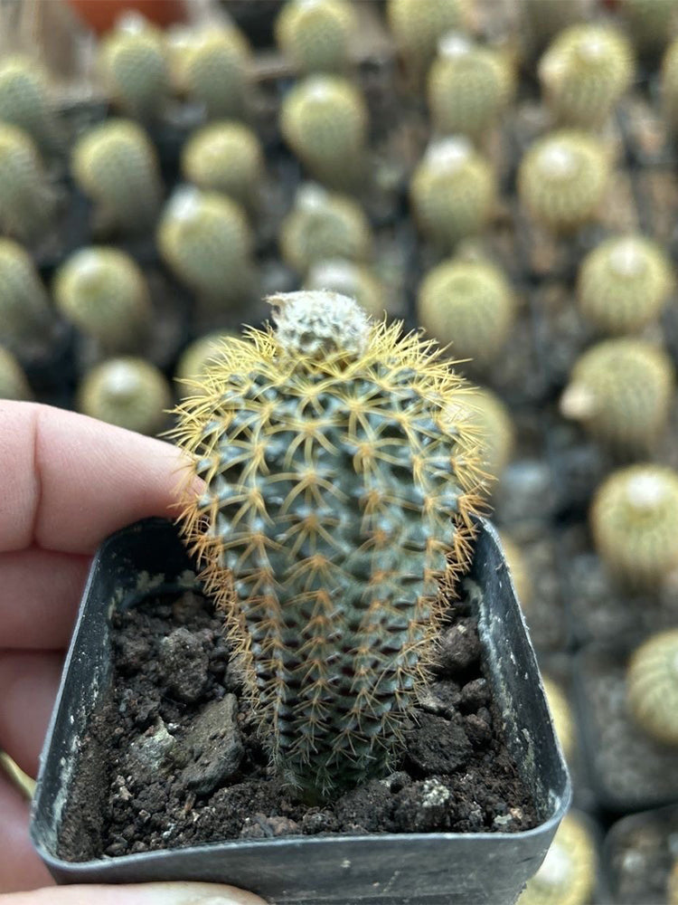 Frailea aurea