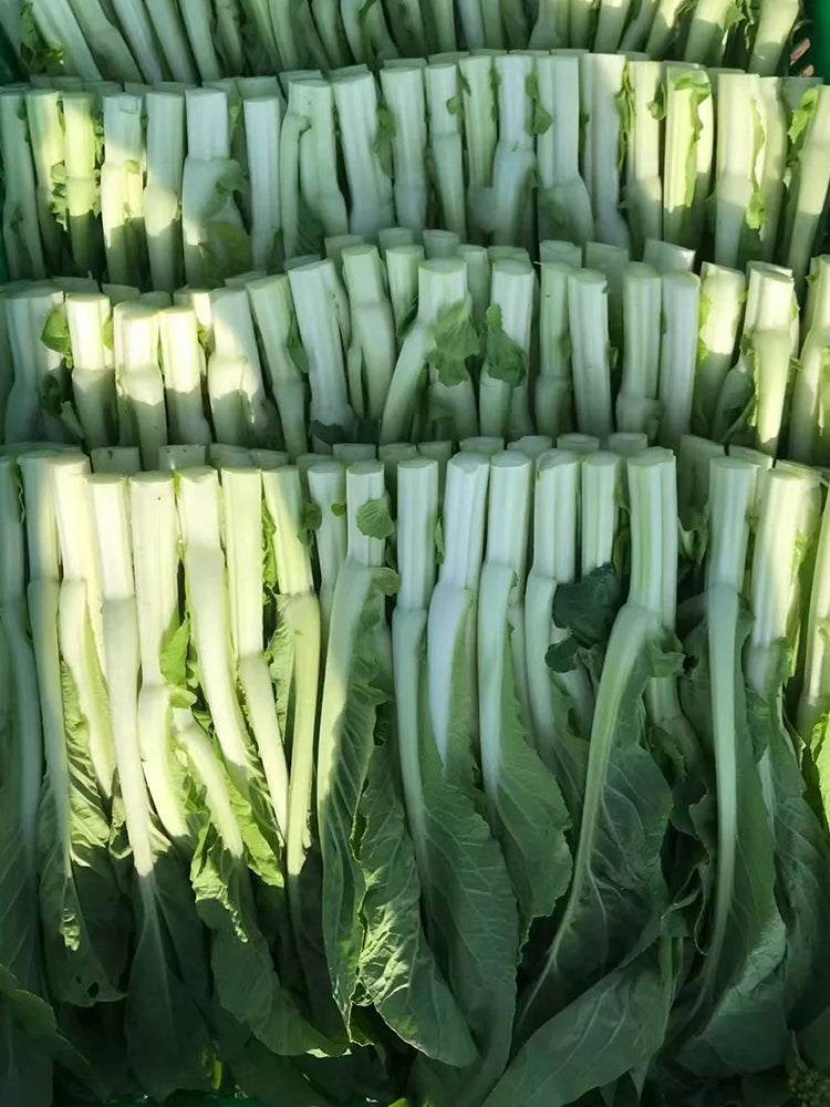 Xueying No. 2 Choy Sum