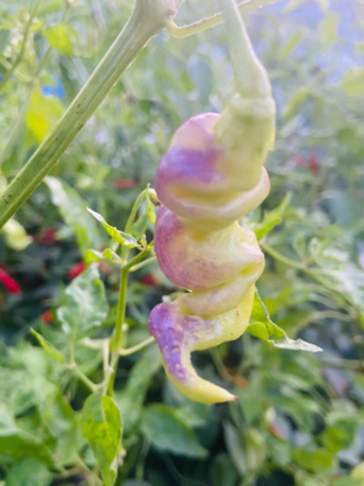 Aji Confusion Pepper