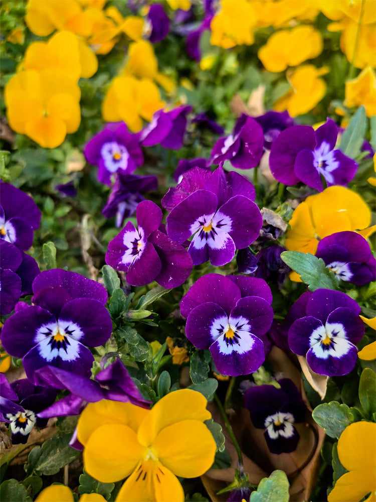 Hezhichun Pansy 'Ziyan'