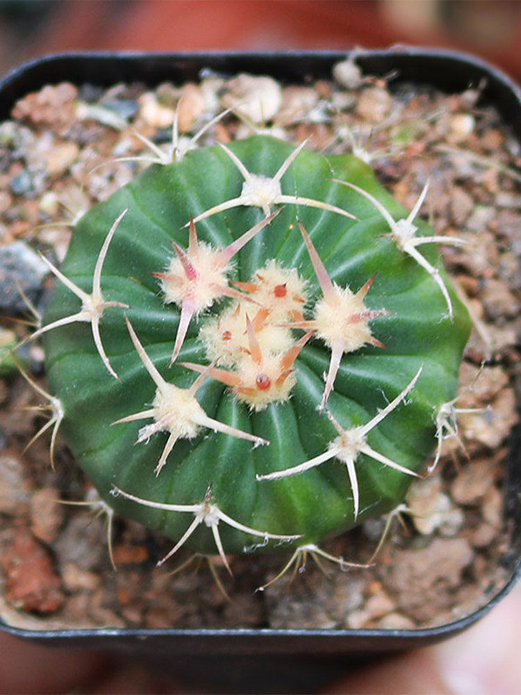 Echinocactus texensis
