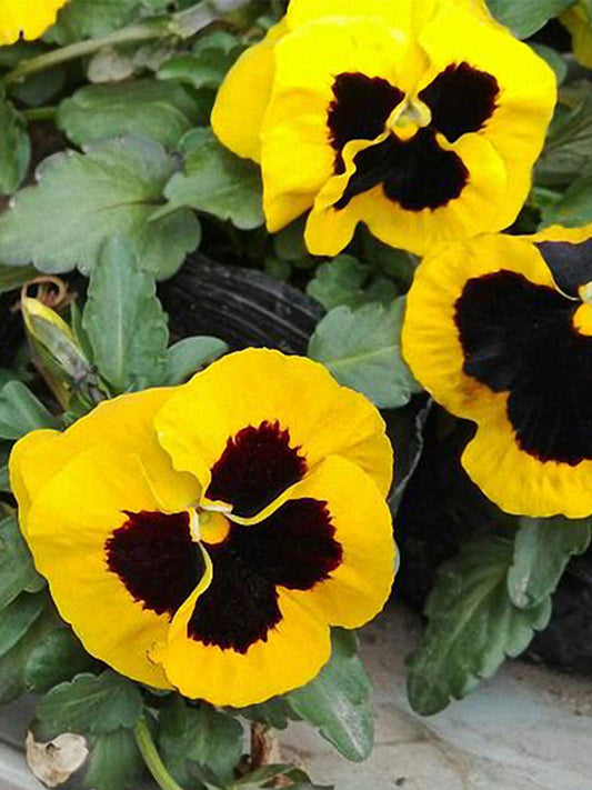 Super Bingo Series Blotched Yellow Pansy (Viola × wittrockiana)