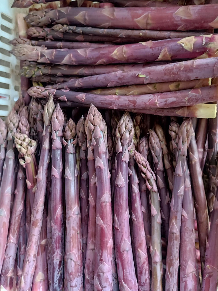 Purple Asparagus (Asparagus officinalis)