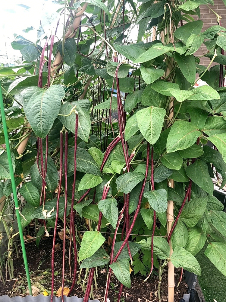 Chunqiu Red Cowpea