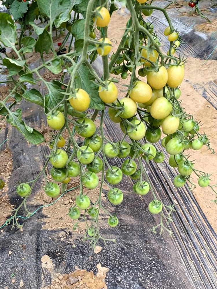 Green Jade Cherry Tomato