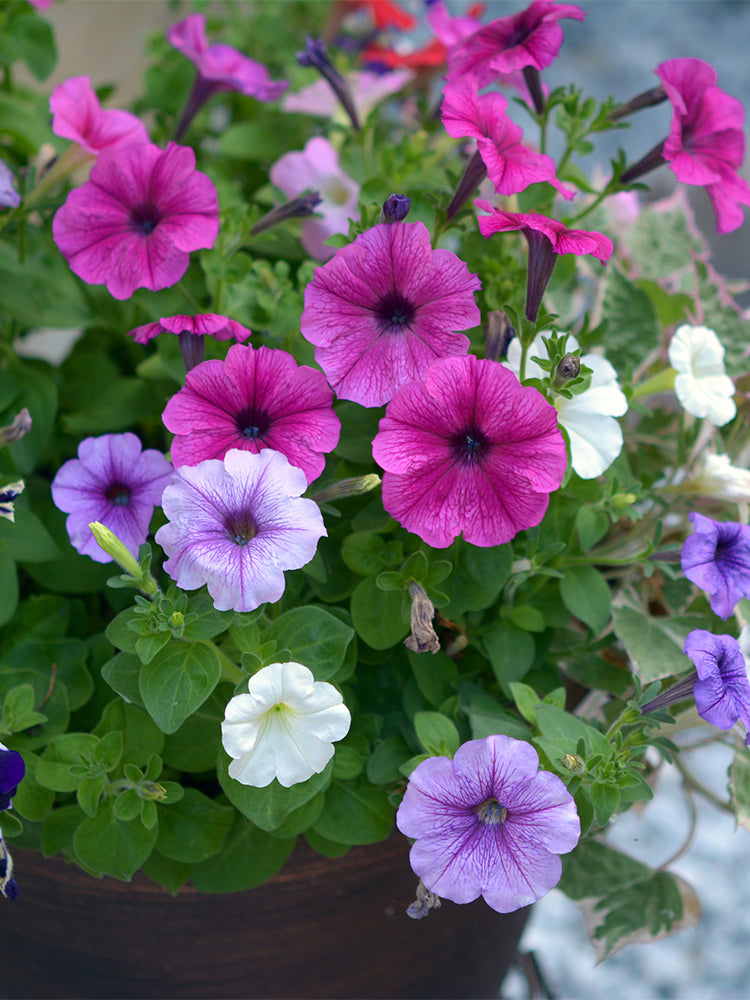 Hezhichun Mixed Color Petunia