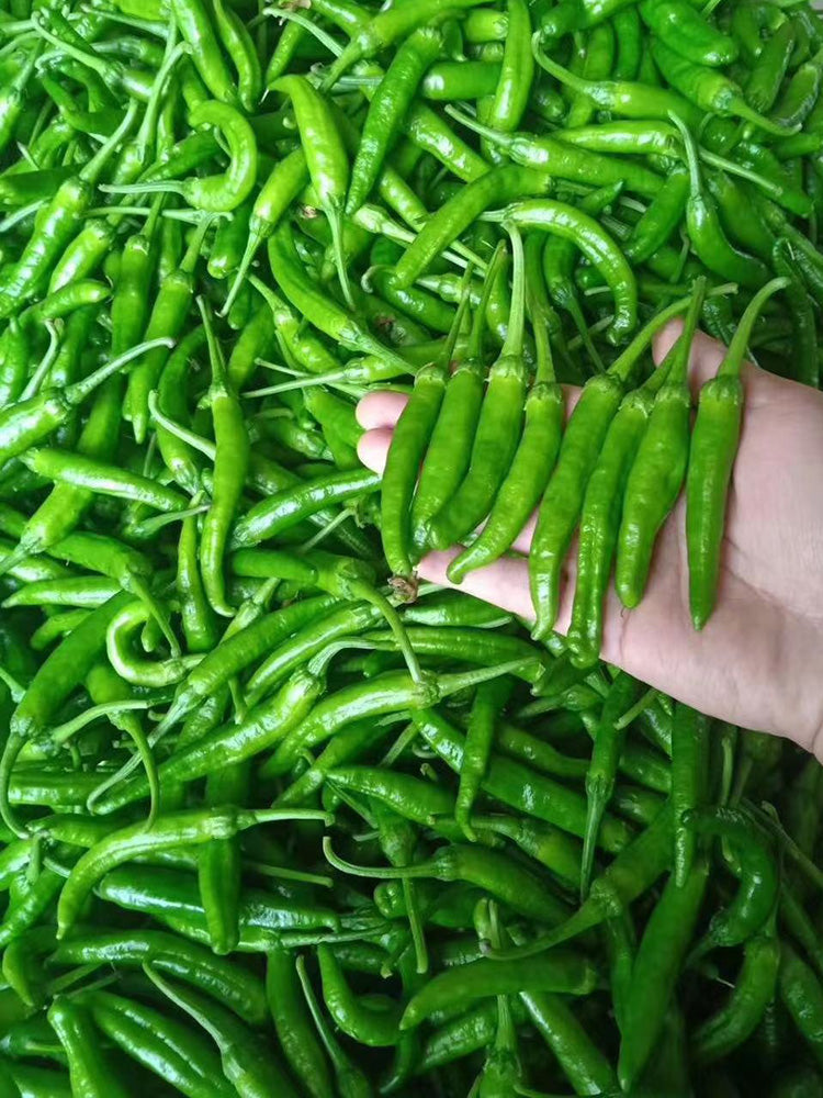 Korean Green Chili Pepper