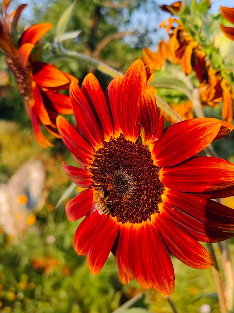 'Magician' Ornamental Sunflower