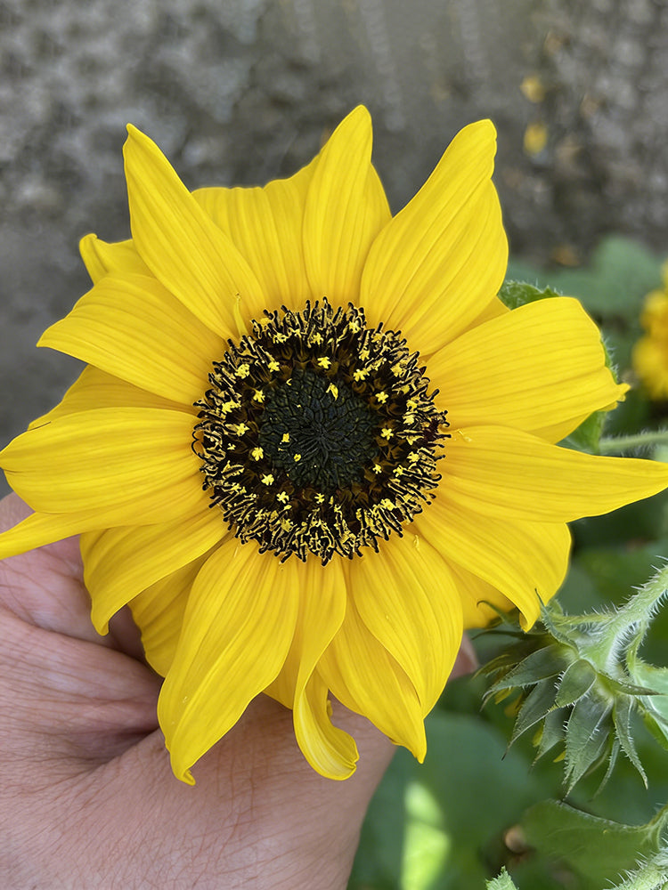 Yellow Rose Sunflower