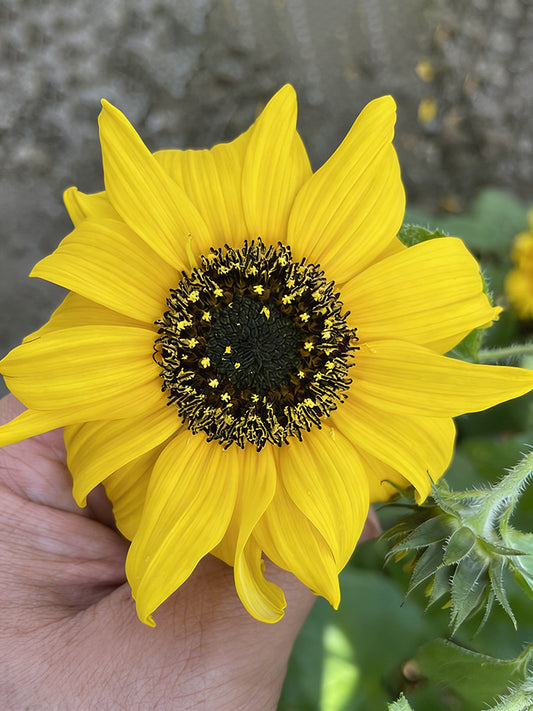 Yellow Rose Sunflower