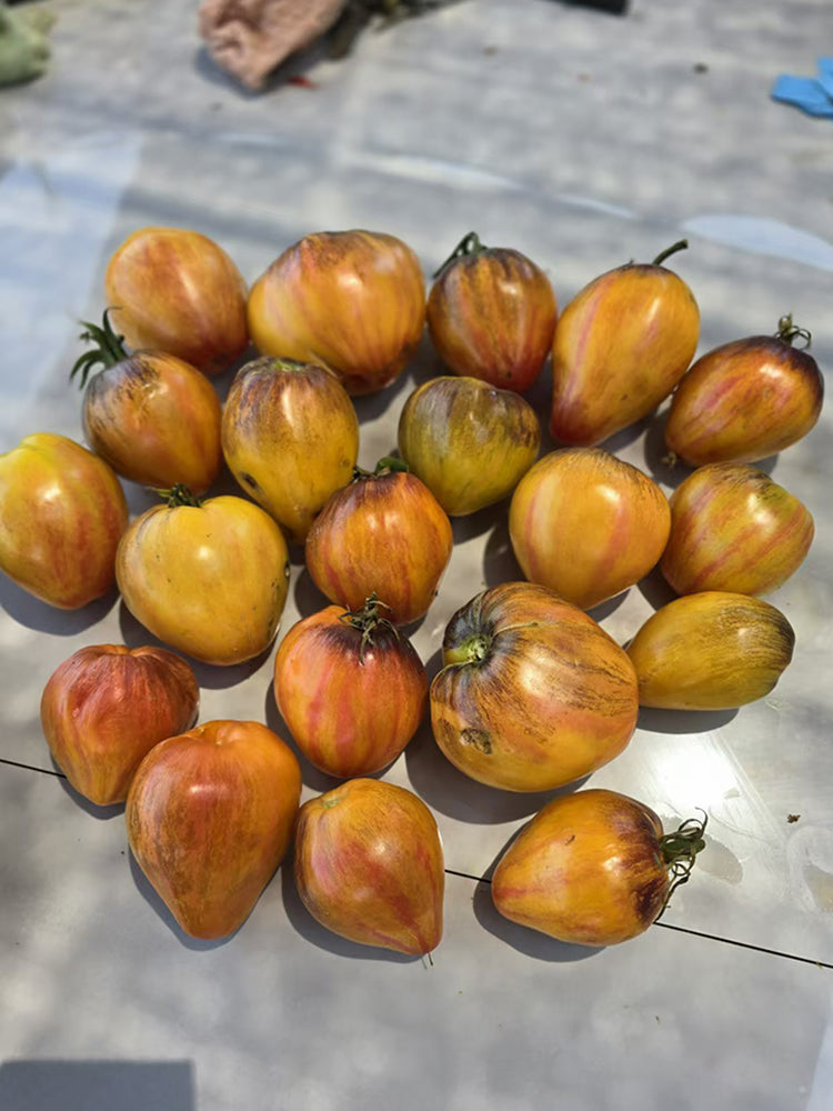 826 Fiery Red Comet Tomato