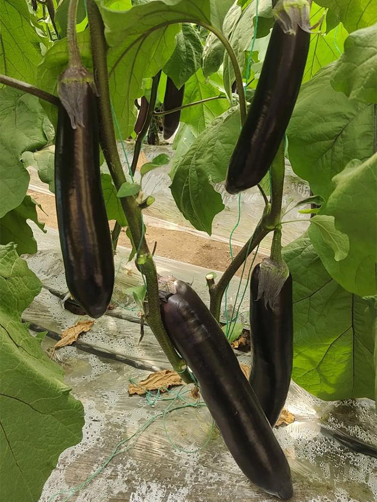 'Yuqie No.5' Eggplant