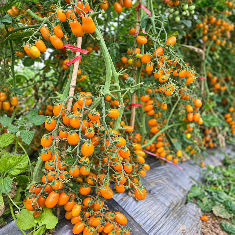 165 Orange Fountain Tomato