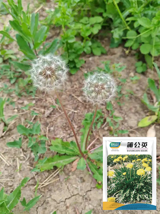 Dandelion (Taraxacum officinale)