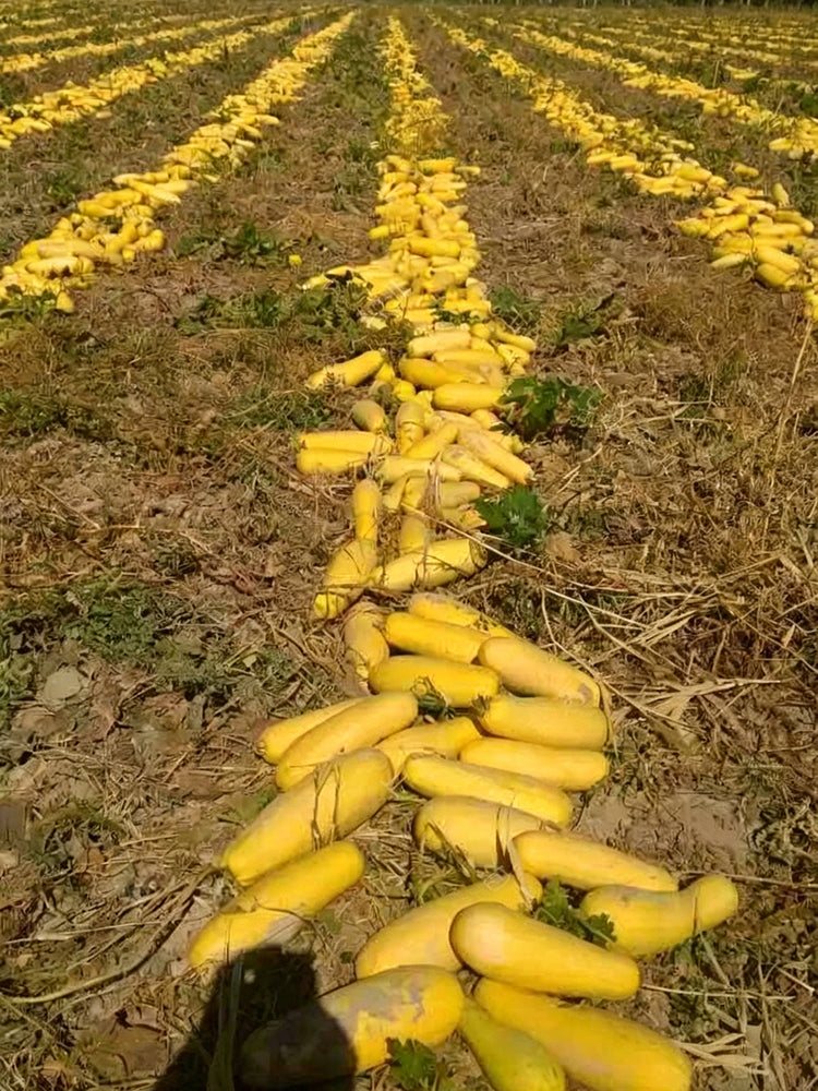 Seed-used Zucchini