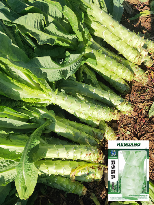 Double-tip Stem Lettuce