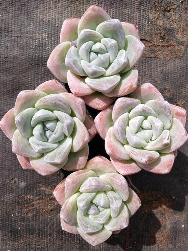 Echeveria Lauii