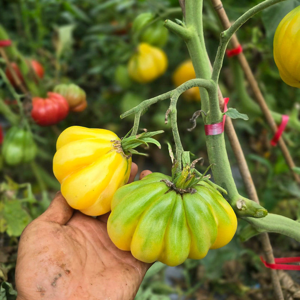 614 Tlacolula White Tomato