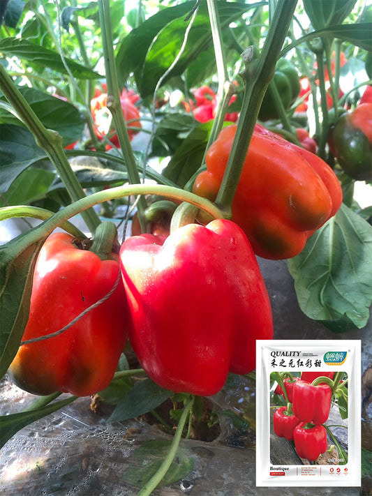 Red Bell Peppers (Capsicum annuum)