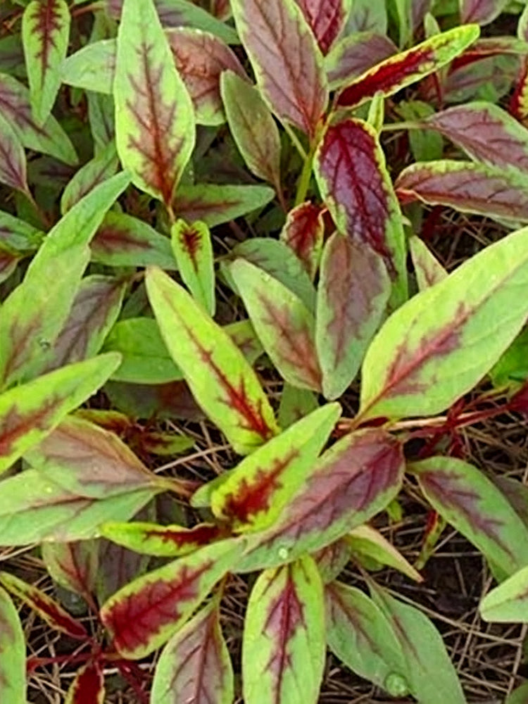 Red Willow Leaf Amaranth